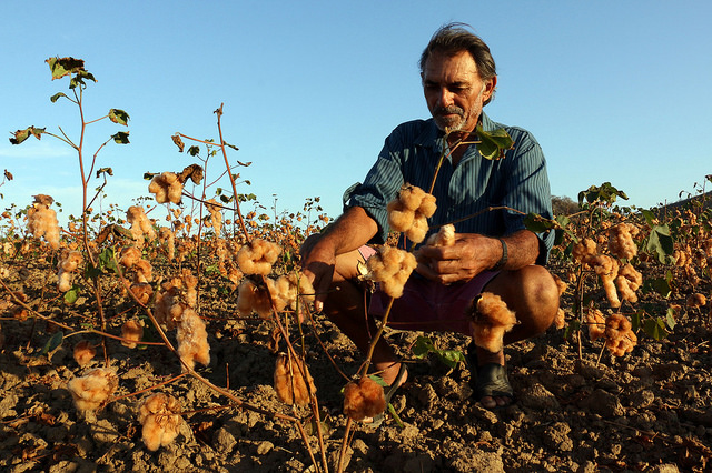 A Natural Cotton Color utiliza um tipo inovador de algodão, que é orgânico e possui diferentes tons de marrom. Todos os fornecedores da companhia são empresas familiares que também se beneficiam da cadeia produtiva.